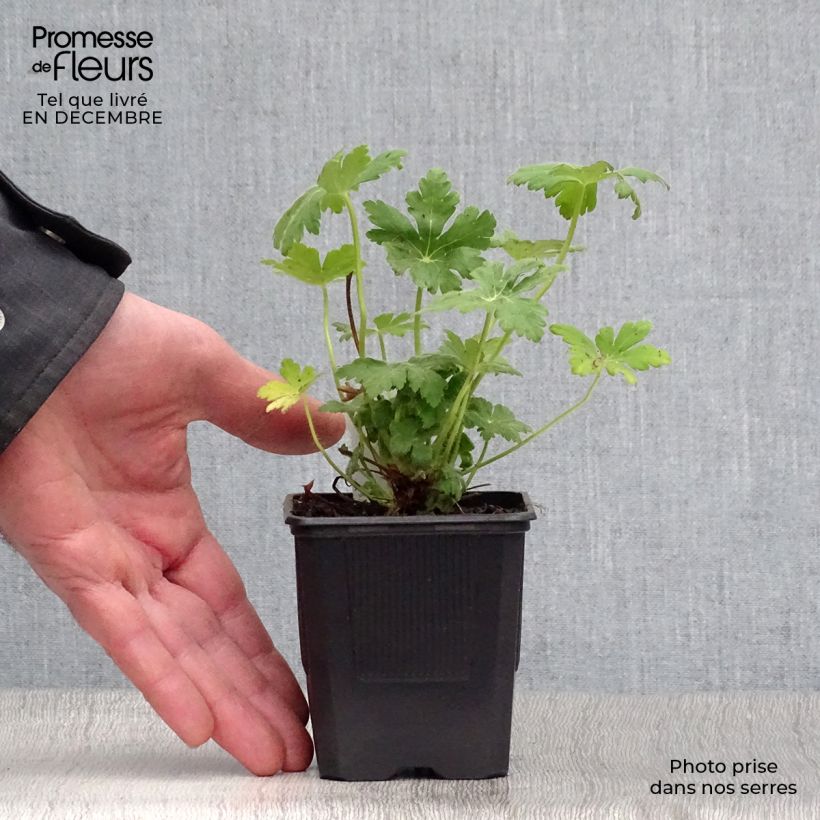 Geranio macrorrhizum Spessart - Geranio bulgaro Maceta de 8/9 cm Ejemplar entregado en invierno