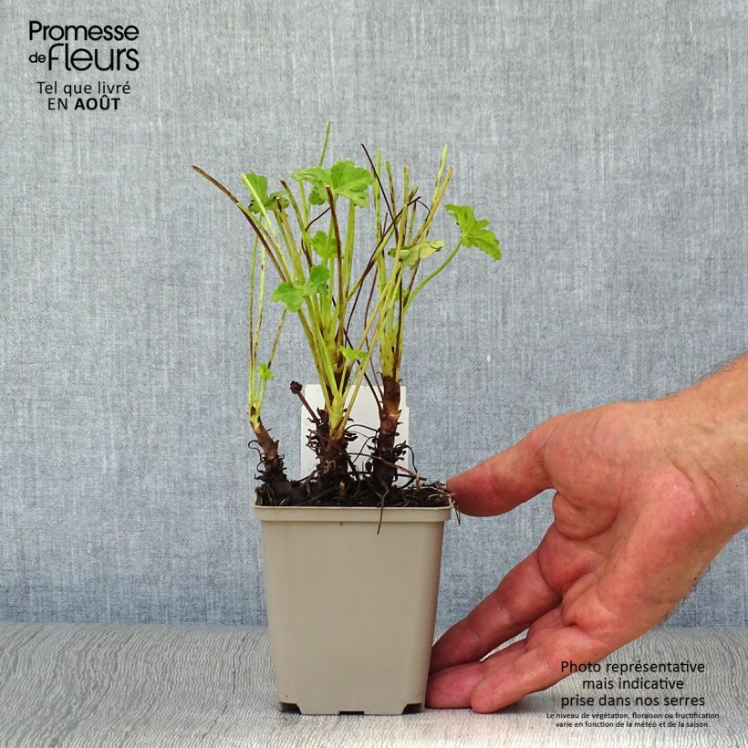 Ejemplar de Geranio macrorrhizum White Ness - Geranio bulgaro Maceta de 8/9 cm entregado en verano