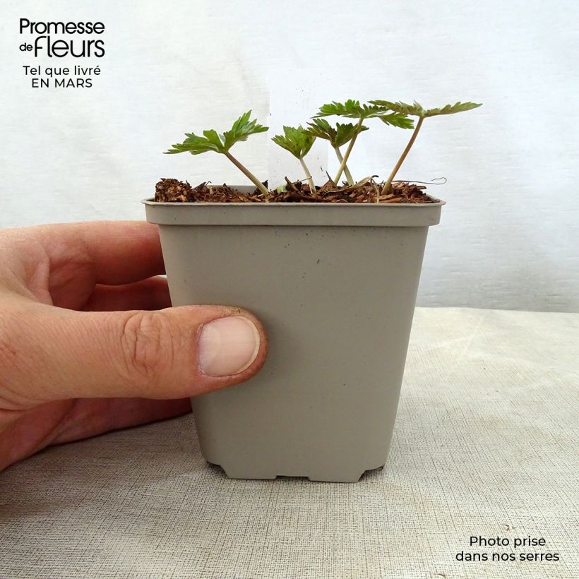 Geranio maculatum Chatto - Geranio salvaje Maceta de 8/9 cm Ejemplar entregado en la primavera