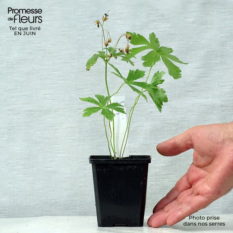 Ejemplar de Geranio maculatum Chatto - Geranio salvaje Maceta de 8/9 cm entregado en verano