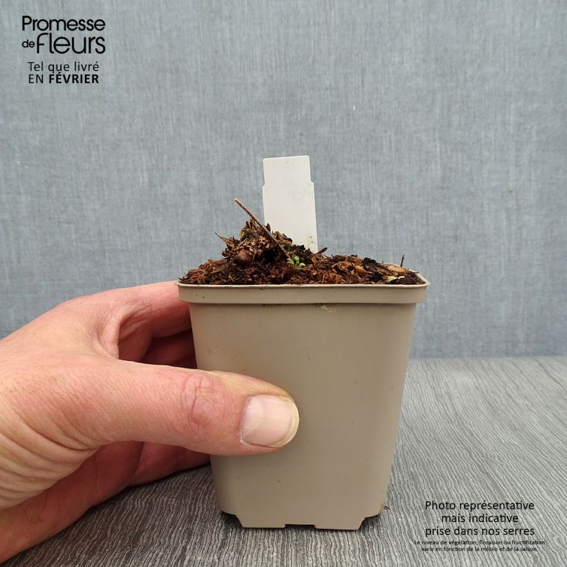 Geranio maculatum Chatto - Geranio salvaje Maceta de 8/9 cm Ejemplar entregado en invierno