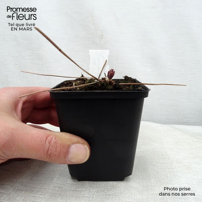 Geranio maculatum Espresso - Geranio salvaje Maceta de 8/9 cm Ejemplar entregado en la primavera