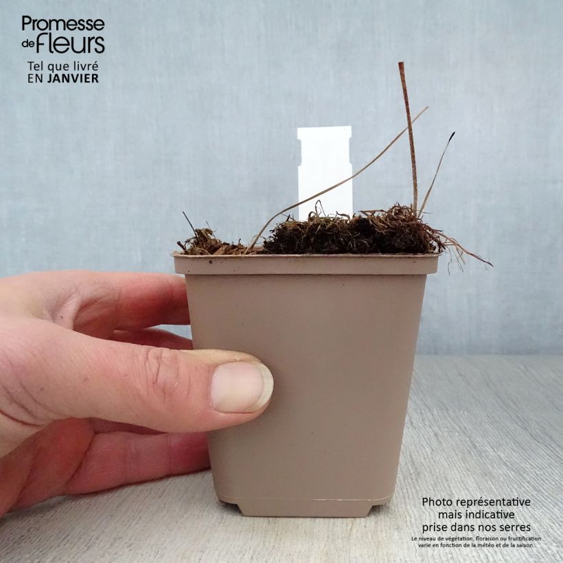 Geranio maculatum Espresso - Geranio salvaje Maceta de 8/9 cm Ejemplar entregado en invierno