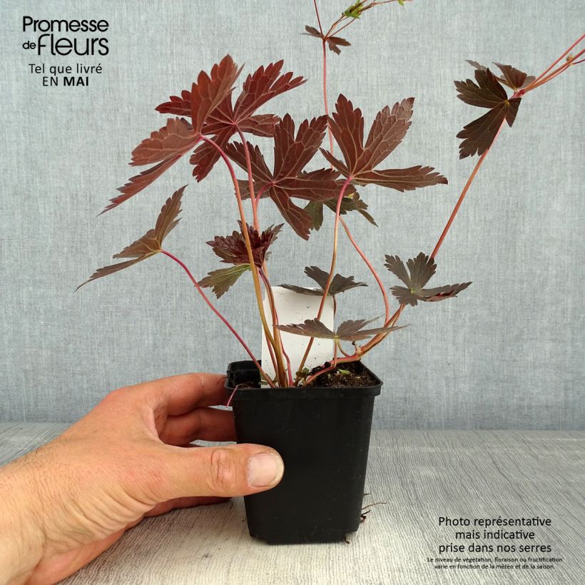 Geranio maculatum Stormy Night - Geranio salvaje Maceta de 8/9 cm Ejemplar entregado en la primavera