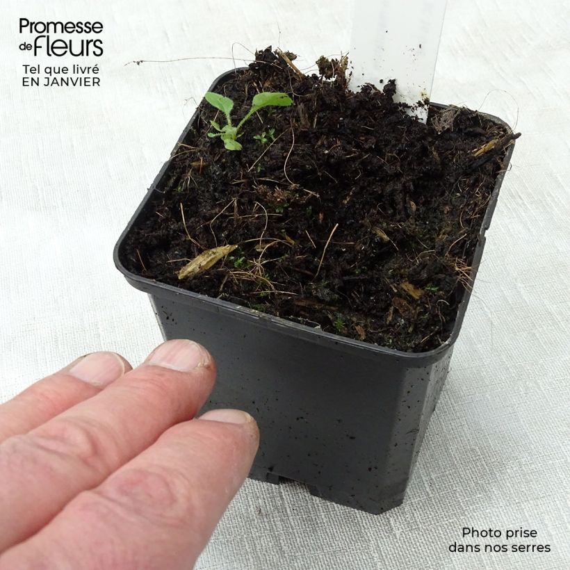 Geranio maculatum var.album - Geranio salvaje Maceta de 8/9 cm Ejemplar entregado en invierno