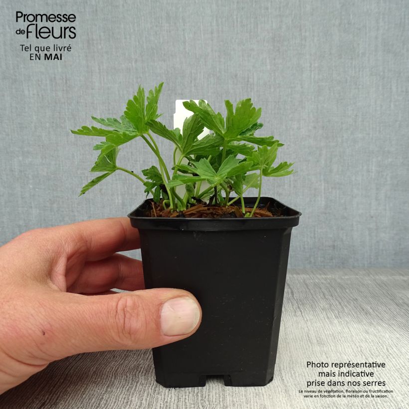 Geranio maculatum var.album - Geranio salvaje Maceta de 8/9 cm Ejemplar entregado en la primavera