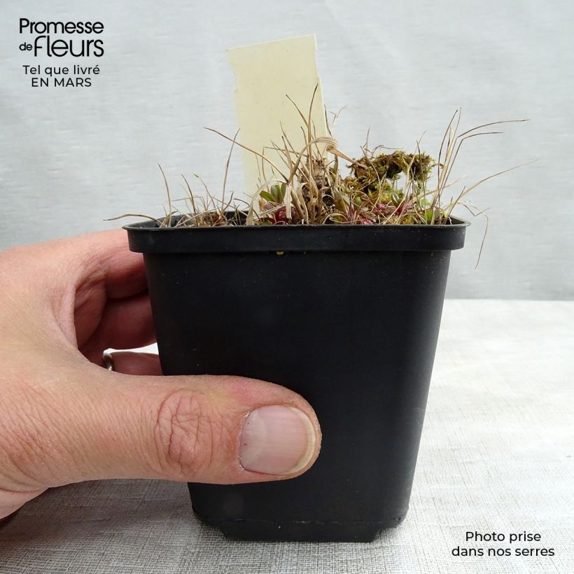 Geranio maculatum Vickie Lynn - Geranio salvaje Maceta de 8/9 cm Ejemplar entregado en invierno