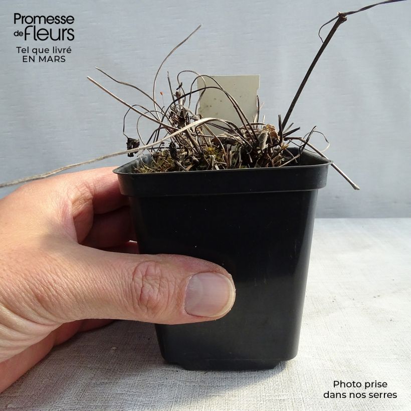 Geranio magnificum Blue Blood - Geranio vivaz Maceta de 8/9 cm Ejemplar entregado en la primavera