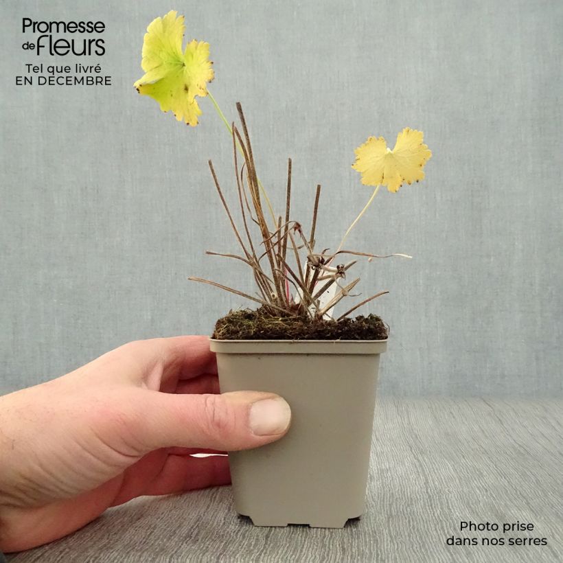 Geranio magnificum - Geranio vivaz Maceta de 8/9 cm Ejemplar entregado en invierno