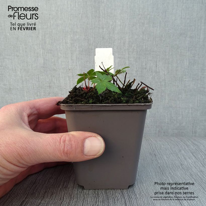 Geranio nudoso Clos du Coudray Maceta de 8/9 cm Ejemplar entregado en invierno