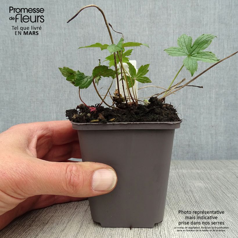Geranio nudoso Clos du Coudray Maceta de 8/9 cm Ejemplar entregado en la primavera