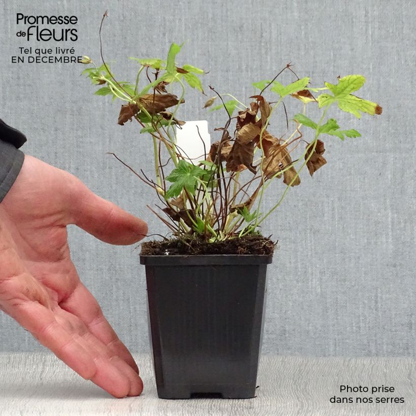 Geranio nudoso Silverwood Maceta de 8/9 cm Ejemplar entregado en invierno