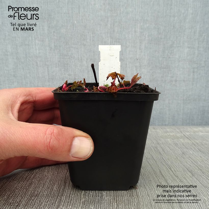 Geranio nudoso Simon Maceta de 8/9 cm Ejemplar entregado en invierno