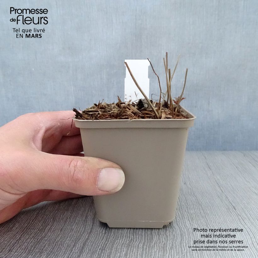 Geranio nudoso Simon Maceta de 8/9 cm Ejemplar entregado en la primavera