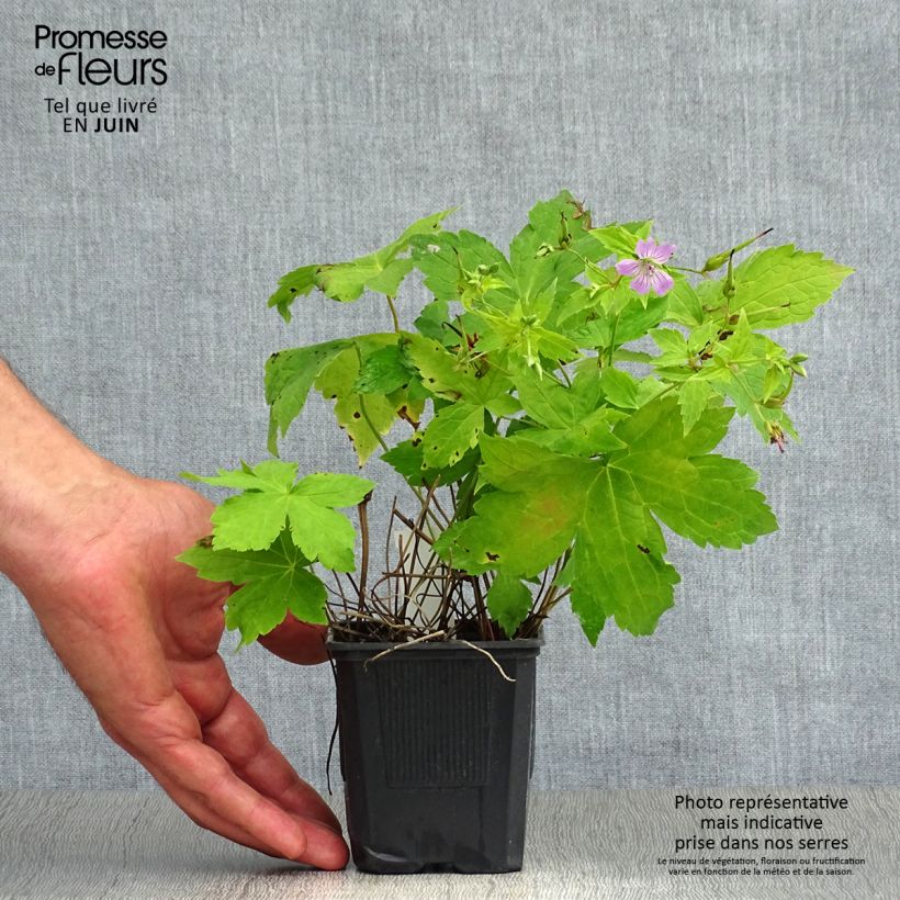 Ejemplar de Geranium nodosum - Geranio nudoso Maceta de 8/9 cm entregado en verano