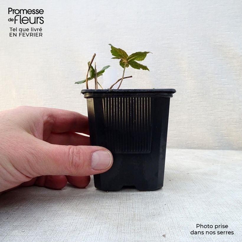 Geranium nodosum - Geranio nudoso Maceta de 8/9 cm Ejemplar entregado en invierno