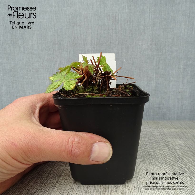 Geranio oxonianum Ankum's White - Geranio vivaz Maceta de 8/9 cm Ejemplar entregado en la primavera