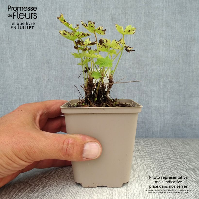Ejemplar de Geranio oxonianum Claridge Druce - Geranio vivaz Maceta de 8/9 cm entregado en verano