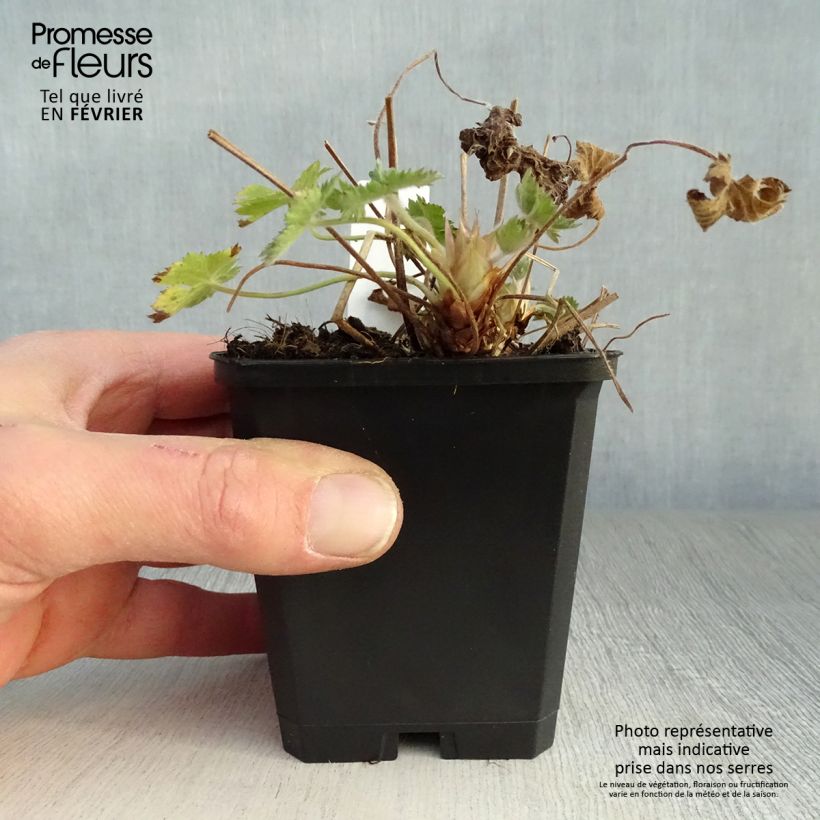 Geranio oxonianum Claridge Druce - Geranio vivaz Maceta de 8/9 cm Ejemplar entregado en invierno