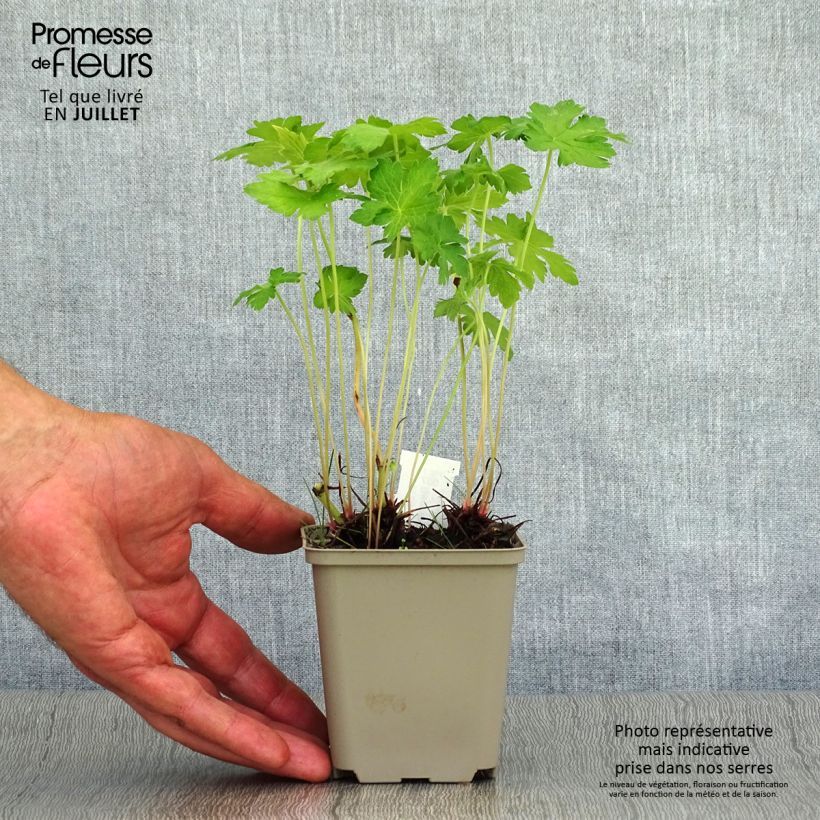 Ejemplar de Geranio oxonianum Hollywood - Geranio vivaz Maceta de 8/9 cm entregado en verano