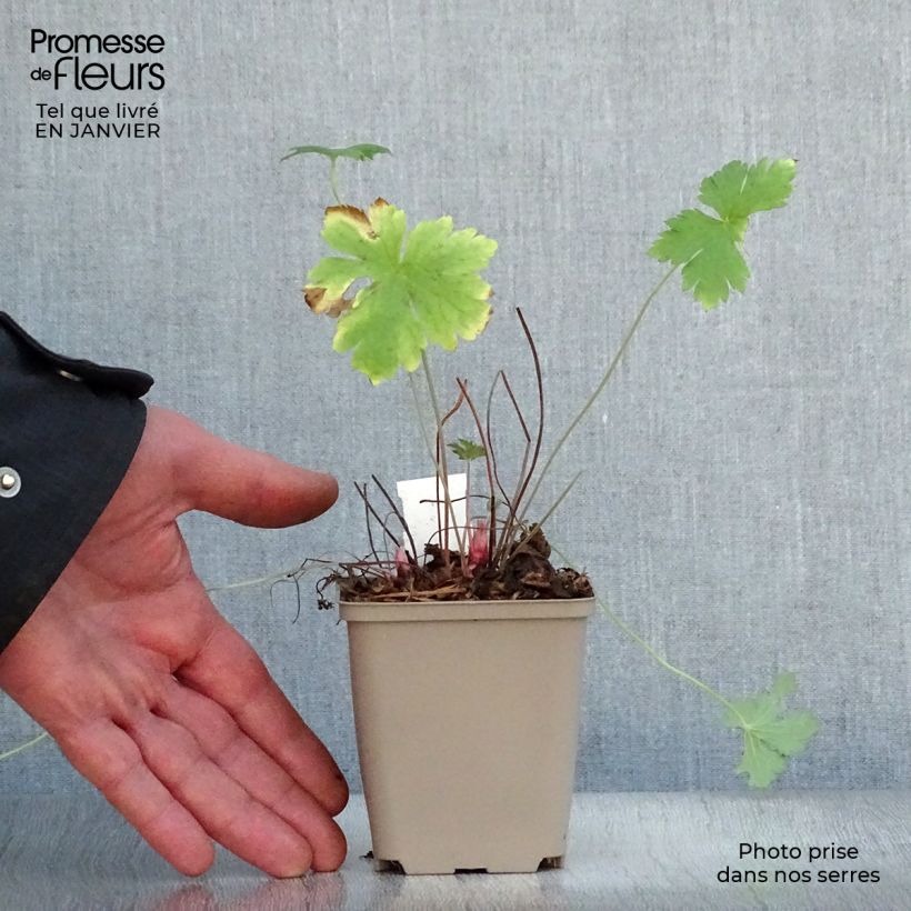Geranio oxonianum Hollywood - Geranio vivaz Maceta de 8/9 cm Ejemplar entregado en invierno
