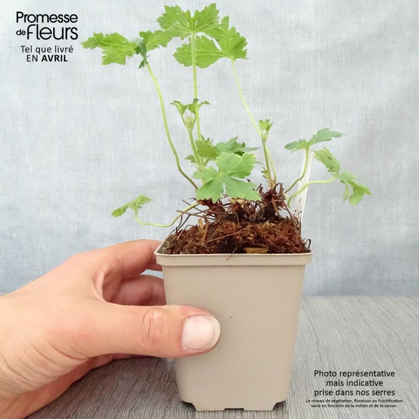 Geranio oxonianum Hollywood - Geranio vivaz Maceta de 8/9 cm Ejemplar entregado en la primavera