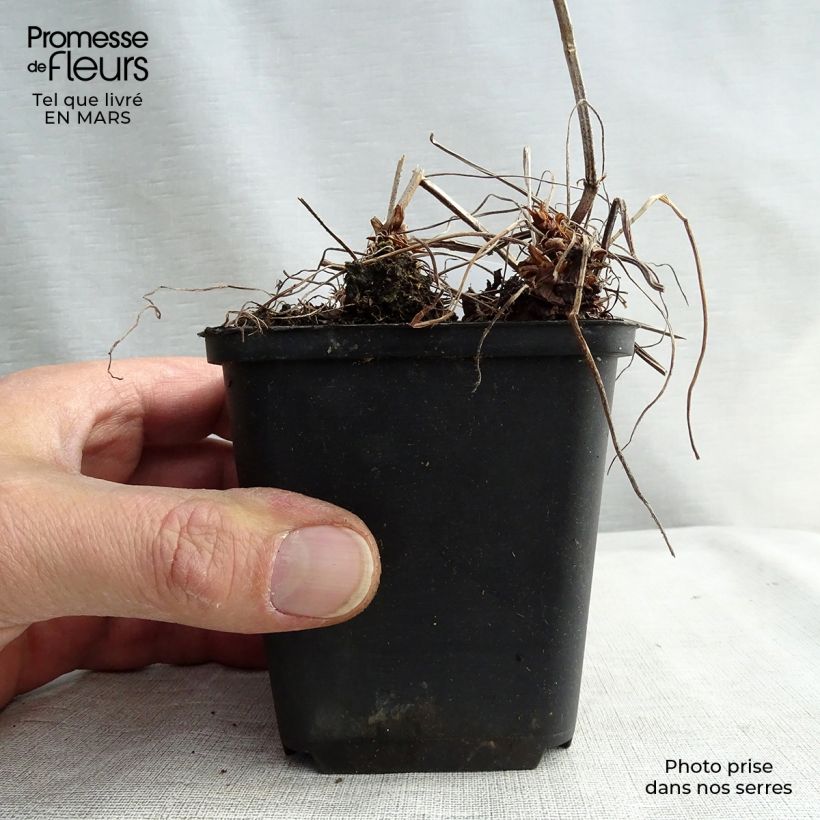 Geranio oxonianum Katherine Adele - Geranio vivaz Maceta de 8/9 cm Ejemplar entregado en invierno