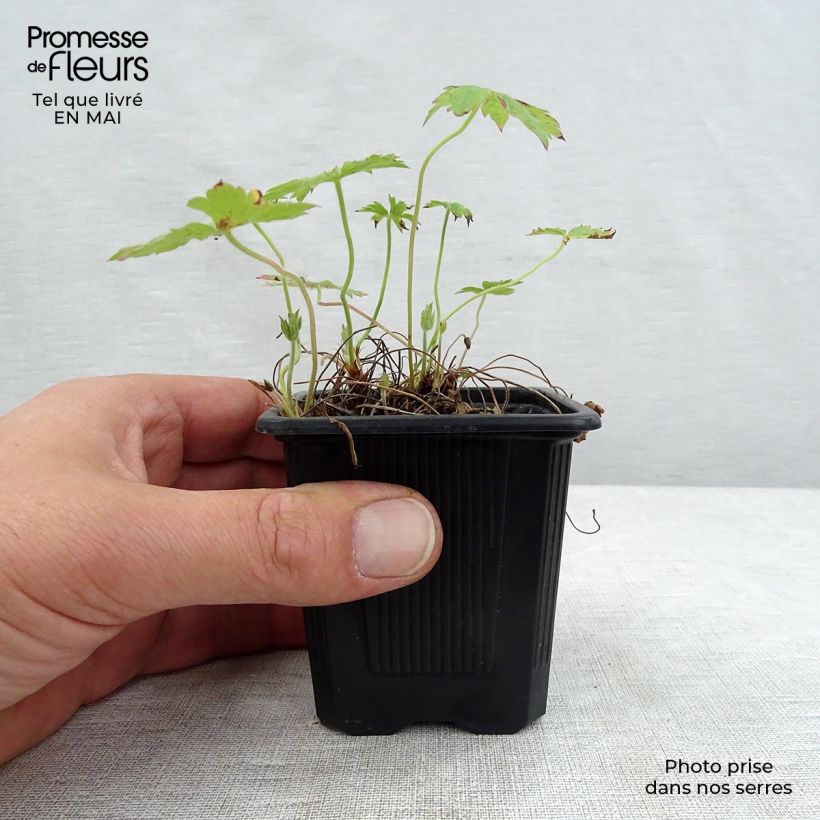 Geranio oxonianum Rosenlicht - Geranio vivaz Maceta de 8/9 cm Ejemplar entregado en la primavera