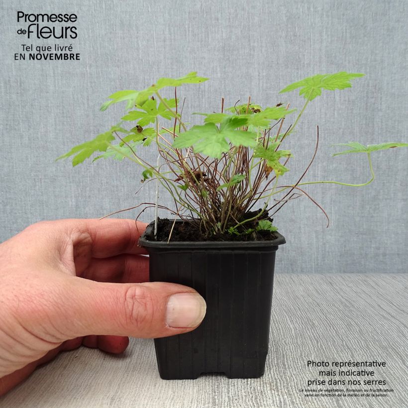 Ejemplar de Geranio oxonianum Rosenlicht - Geranio vivaz Maceta de 8/9 cm entregado en otoño