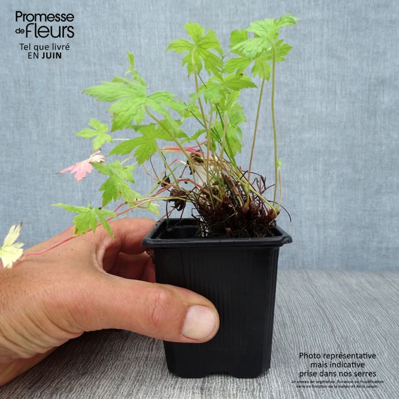Ejemplar de Geranio oxonianum Rosenlicht - Geranio vivaz Maceta de 8/9 cm entregado en verano