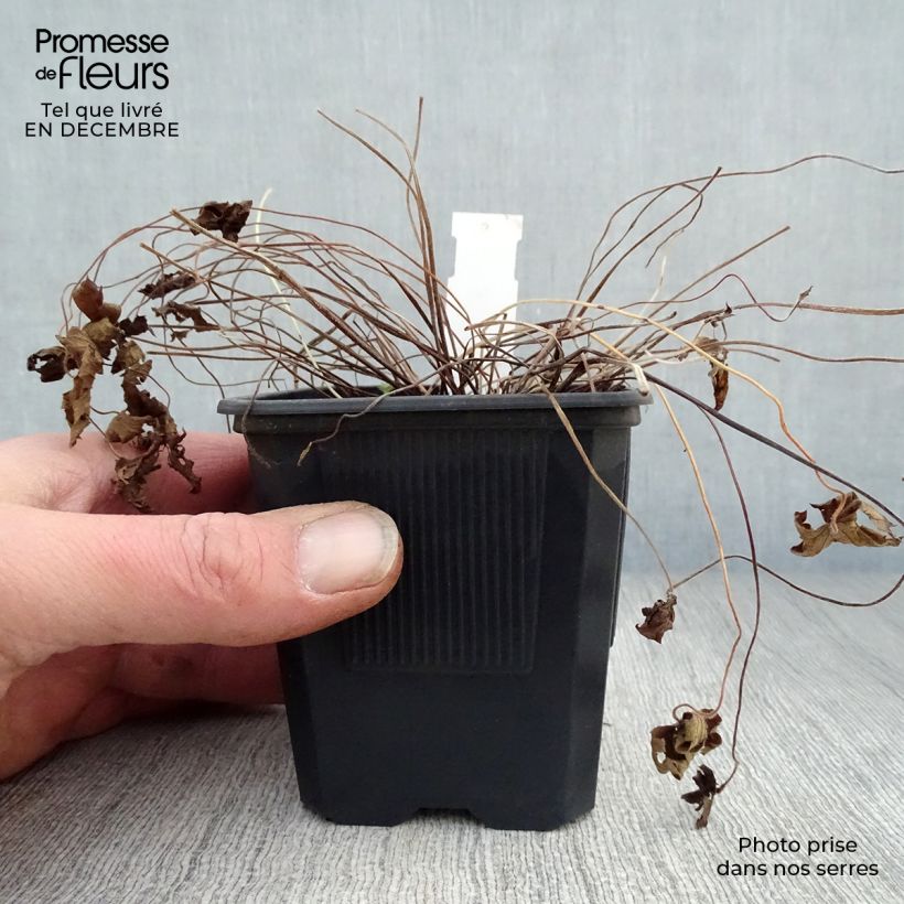 Geranio oxonianum Rosenlicht - Geranio vivaz Maceta de 8/9 cm Ejemplar entregado en invierno