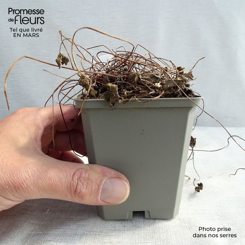 Geranio oxonianum Sanne - Geranio vivaz Maceta de 8/9 cm Ejemplar entregado en la primavera