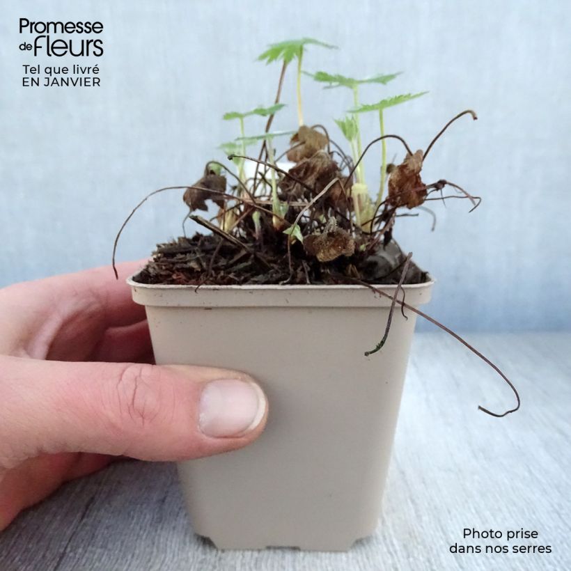 Geranio oxonianum Sherwood - Geranio vivaz Maceta de 8/9 cm Ejemplar entregado en invierno