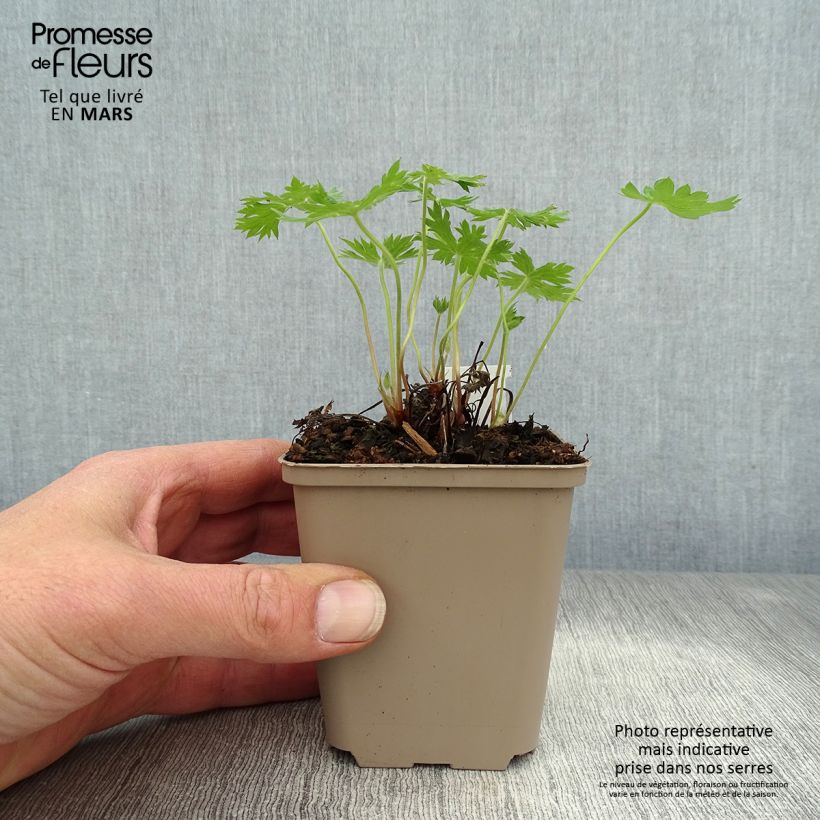 Geranio oxonianum Sherwood - Geranio vivaz Maceta de 8/9 cm Ejemplar entregado en la primavera