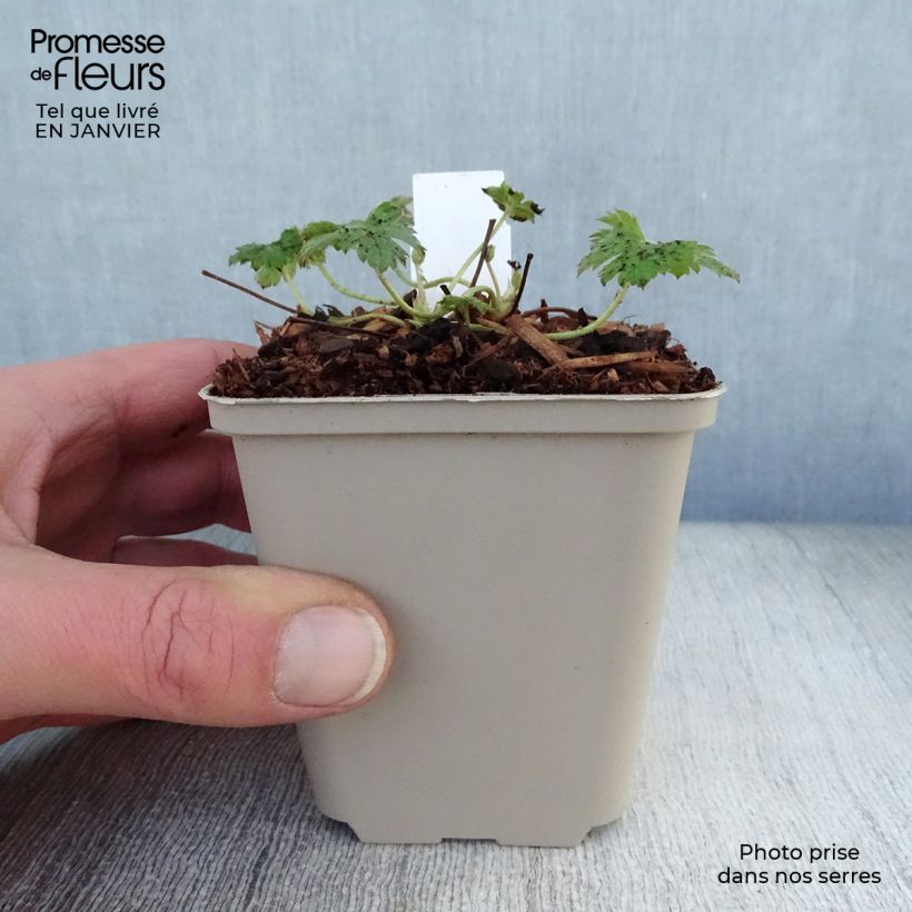 Geranio oxonianum Southcombe Double - Geranio vivaz Maceta de 8/9 cm Ejemplar entregado en invierno