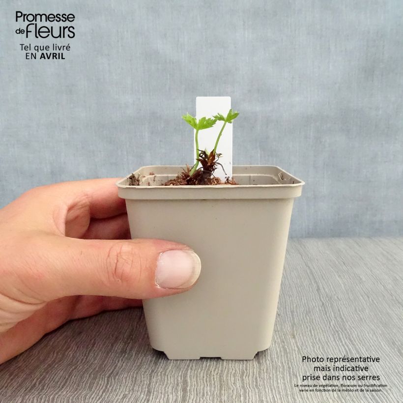 Geranio oxonianum Southcombe Double - Geranio vivaz Maceta de 8/9 cm Ejemplar entregado en la primavera