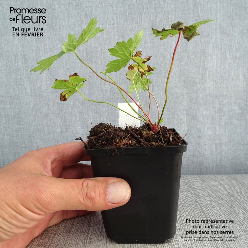 Ejemplar de Geranio oxonianum f. thurstonianum - Geranio vivaz Maceta de 8/9 cm entregado en otoño