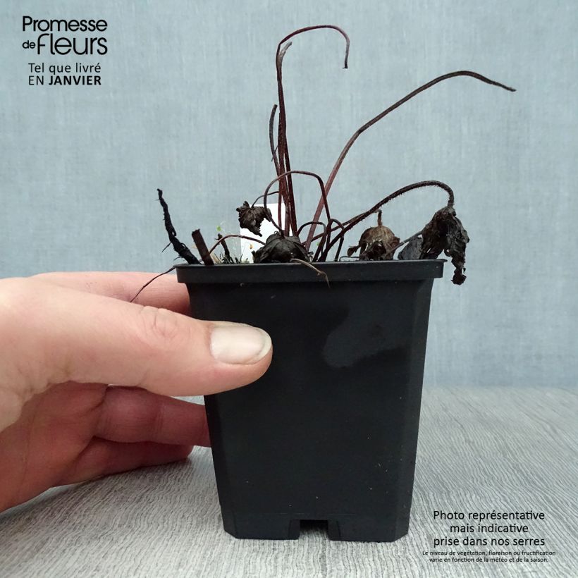 Geranium palustre - Geranio palustre Maceta de 8/9 cm Ejemplar entregado en invierno