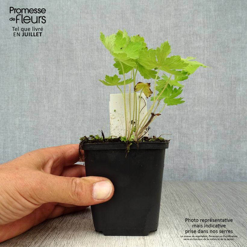 Ejemplar de Geranio phaeum - Geranio vivaz Maceta de 8/9 cm entregado en verano