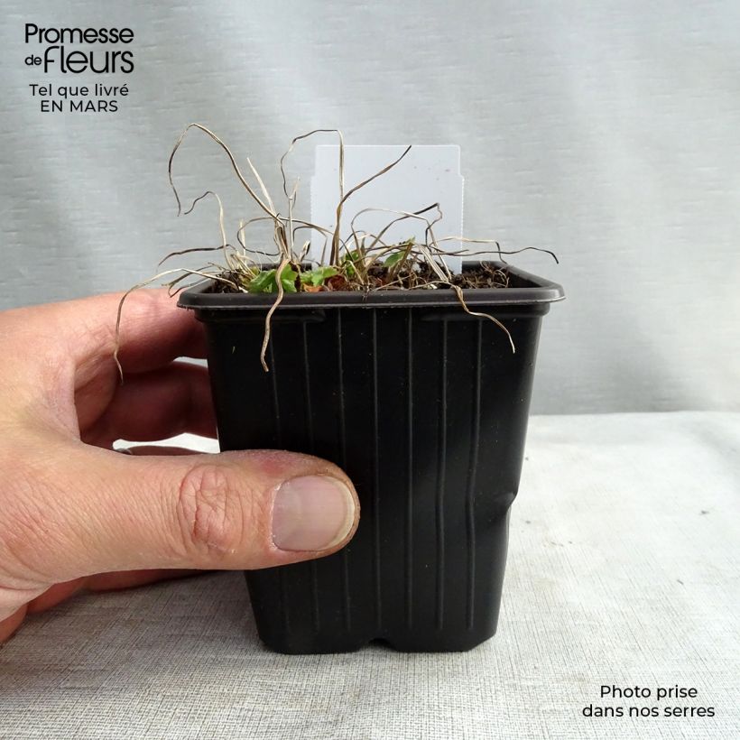 Geranio phaeum - Geranio vivaz Maceta de 8/9 cm Ejemplar entregado en la primavera