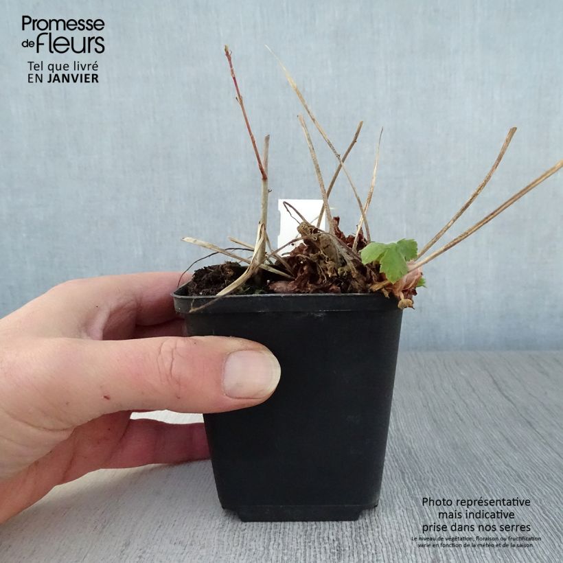 Geranio phaeum Golden Spring - Geranio vivaz Maceta de 8/9 cm Ejemplar entregado en invierno