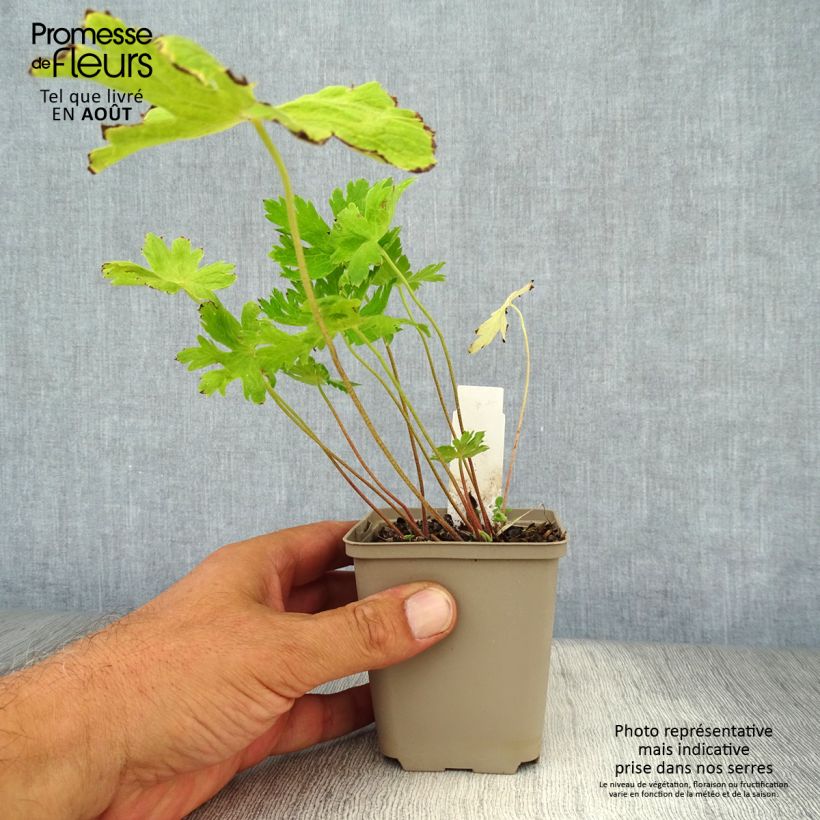 Ejemplar de Geranio phaeum Lily Lovell - Geranio vivaz Maceta de 8/9 cm entregado en verano
