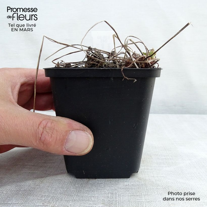 Geranio phaeum Lily Lovell - Geranio vivaz Maceta de 8/9 cm Ejemplar entregado en invierno