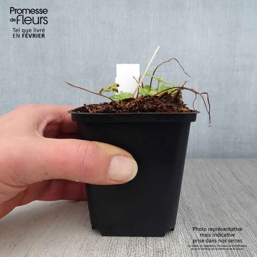 Geranio phaeum Margaret Wilson - Geranio vivaz Maceta de 8/9 cm Ejemplar entregado en invierno