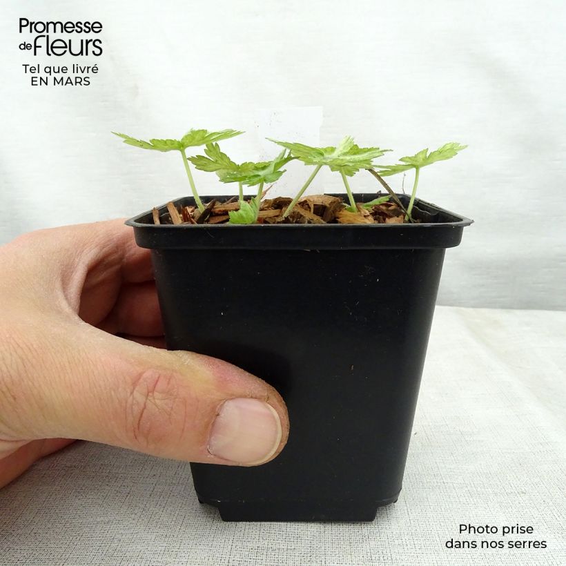 Geranio phaeum Margaret Wilson - Geranio vivaz Maceta de 8/9 cm Ejemplar entregado en la primavera