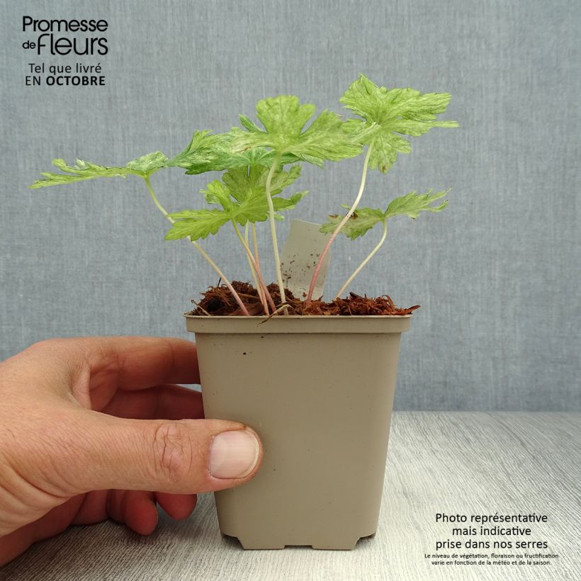 Ejemplar de Geranio phaeum Margaret Wilson - Geranio vivaz Maceta de 8/9 cm entregado en otoño