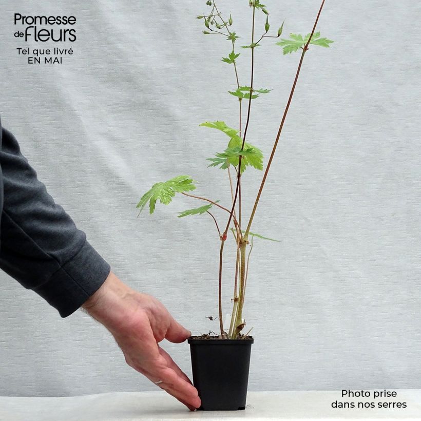 Geranio phaeum Mourning Widow - Geranio vivaz Maceta de 8/9 cm Ejemplar entregado en la primavera