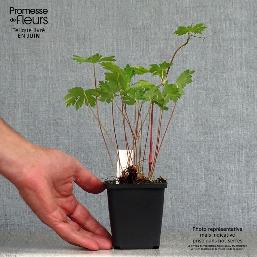 Ejemplar de Geranio phaeum Mourning Widow - Geranio vivaz Maceta de 8/9 cm entregado en verano