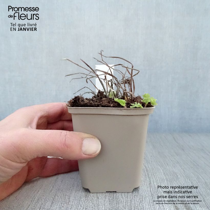 Geranio phaeum Raven - Geranio vivaz Maceta de 8/9 cm Ejemplar entregado en invierno