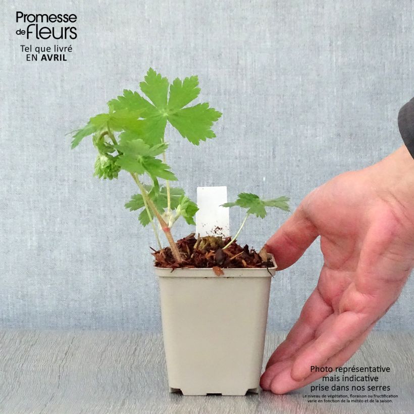 Geranio phaeum Raven - Geranio vivaz Maceta de 8/9 cm Ejemplar entregado en la primavera